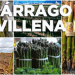 Espárrago de Villena