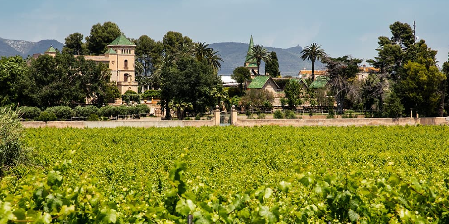 Bodega Sumarroca - Quiero Delicatessen - Villena - Alicante - Brut - Brut Nature