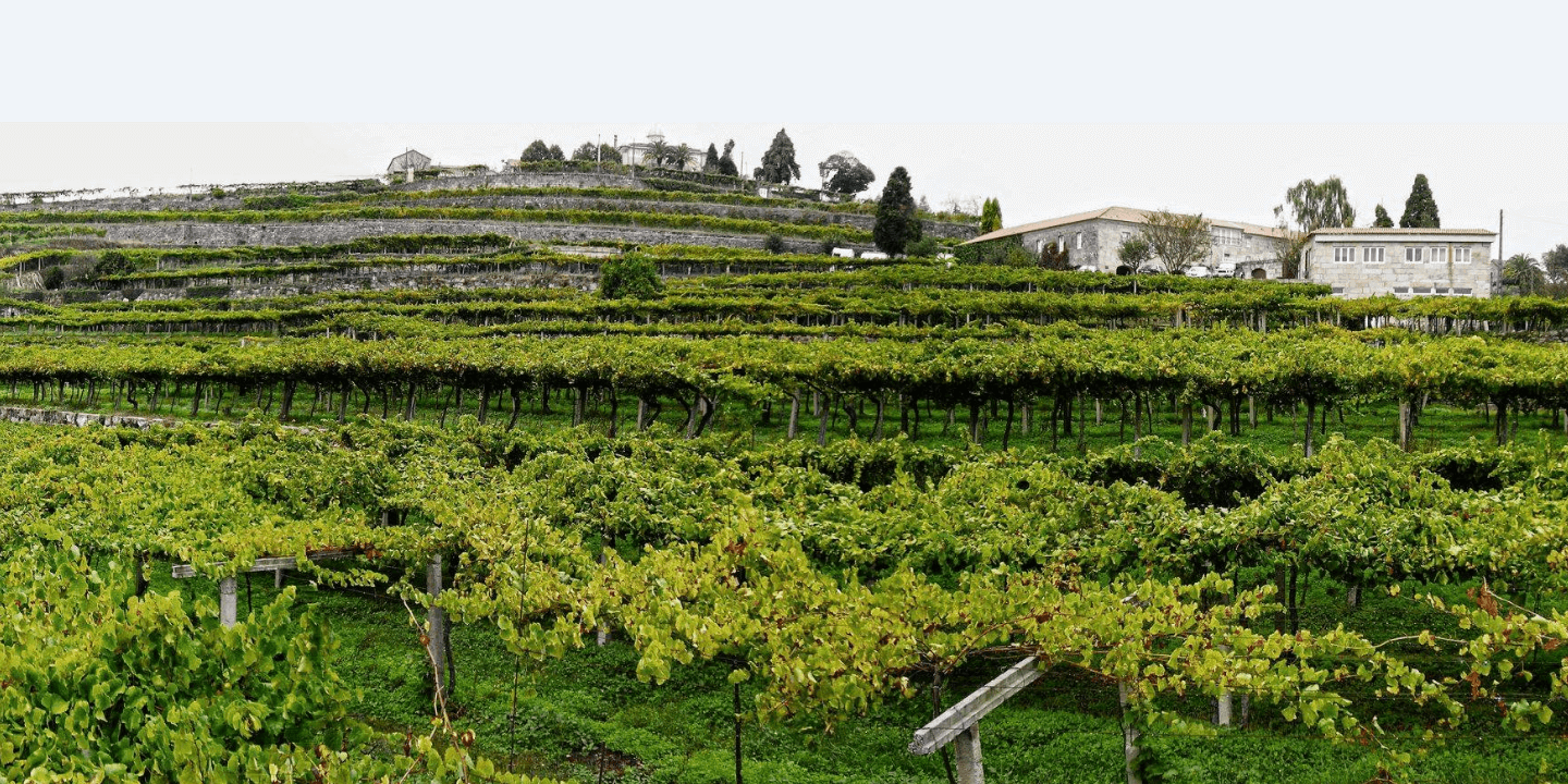 adegas galegas - vino - vinos - quiero - delicatessen