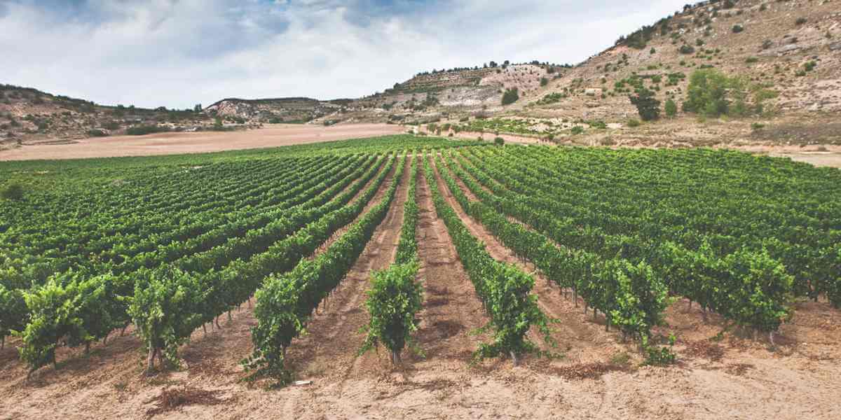 Fotografía de los viñedos. Bodegas Arrocal, quiero, delicatessen, villena, arrocal, bodegas, alicante, vino, vinos