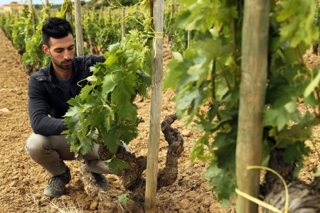 Bodegas Javier San Pedro Ortega