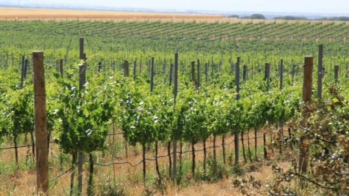 Finca las Caraballas